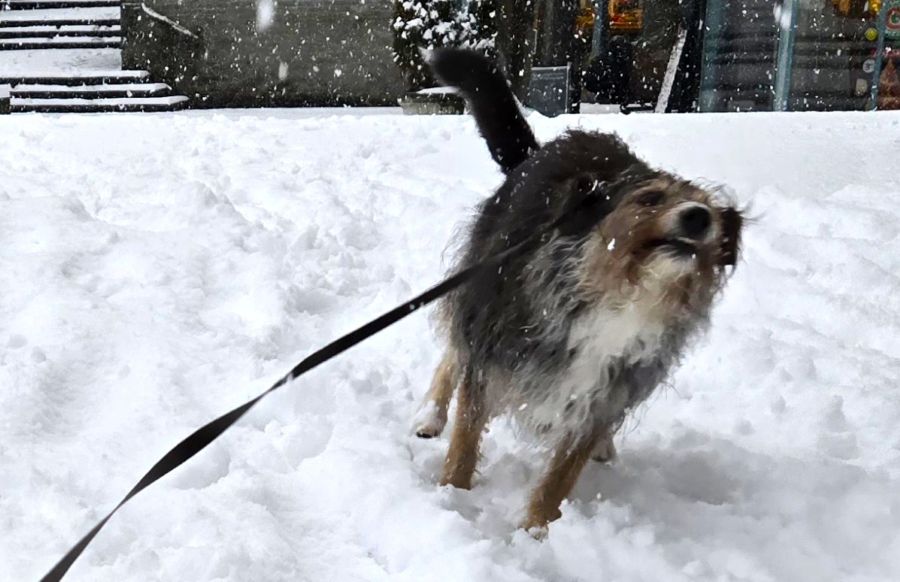 Vancouver winter acupuncture traditional Chinese Medicine natural health