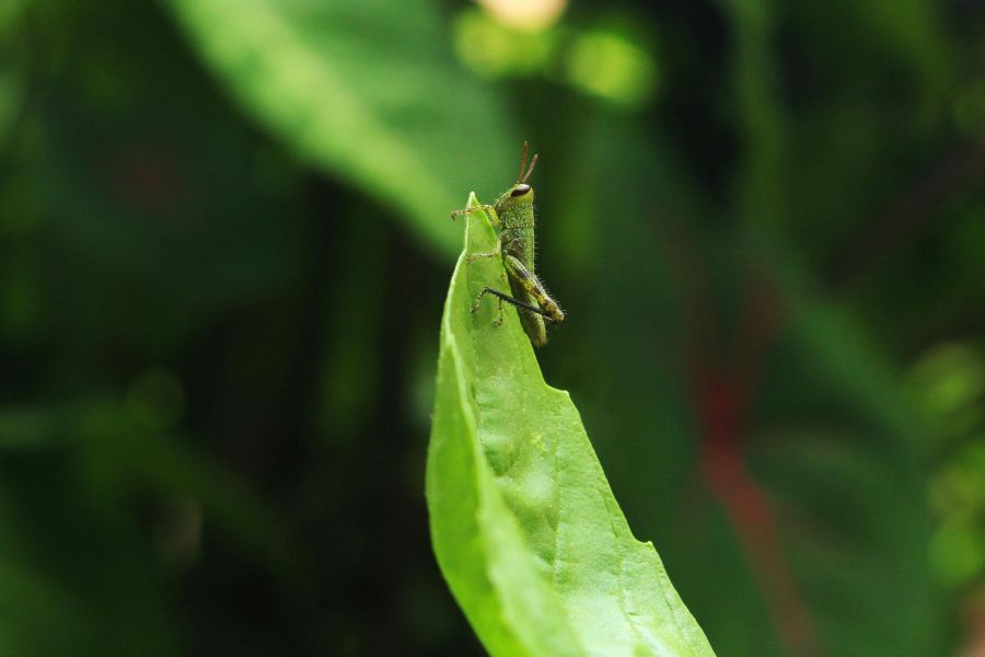 acupuncture herbs and Chinese medicine quick healing 