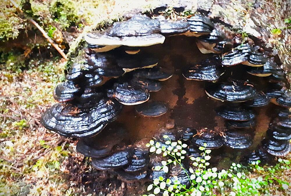 reishi cordyceps lion's mane chaga medicinal mushrooms fungi health