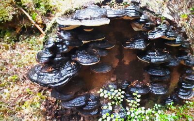 The Fantastic Kingdom of Fungi