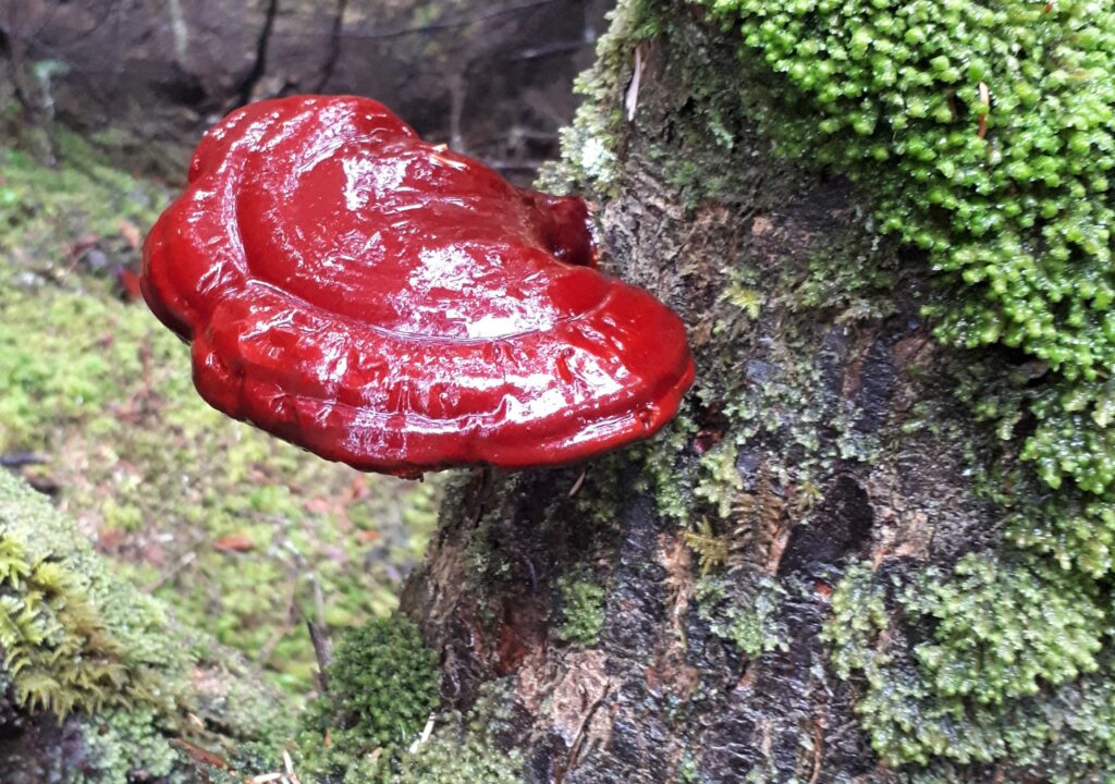 I found this beauty in a forest in Haida Gwaii. I think it's a red reishi mushroom.